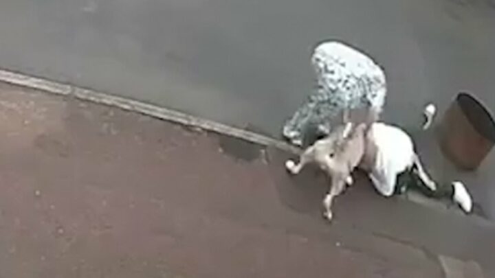 Terrifying moment &apos;XL bully&apos; attacks another dog in the street