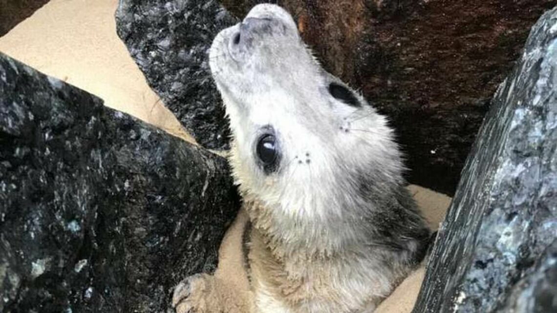 Trapped seal pup rescued before being drowned by high tide